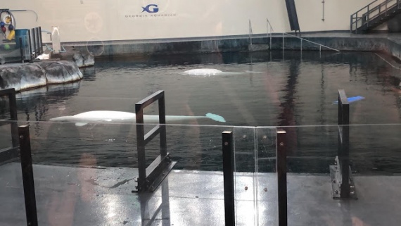 Visita al Acuario de Georgia en Atlanta